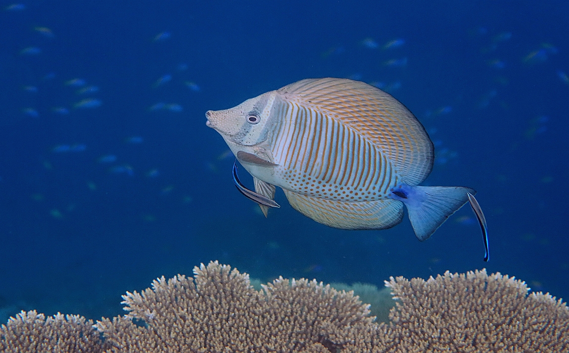 IMG_0595rfn_Maldives_Madoogali_House reef_Poisson chirurgien Voilier_Zebrasoma desjardinii.jpg